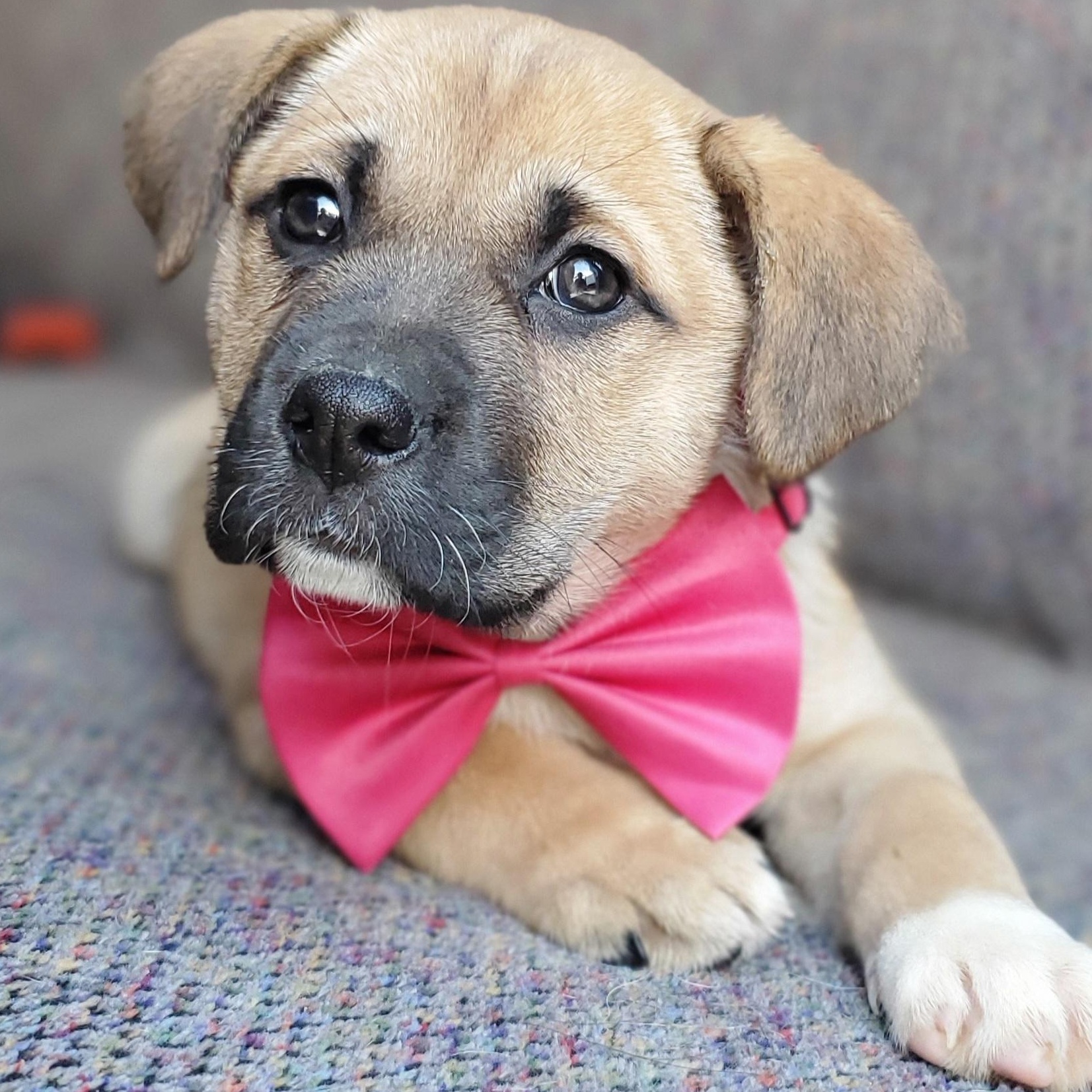 Brie , Adoptable, Puppy Female Boxer & Mixed Breed.