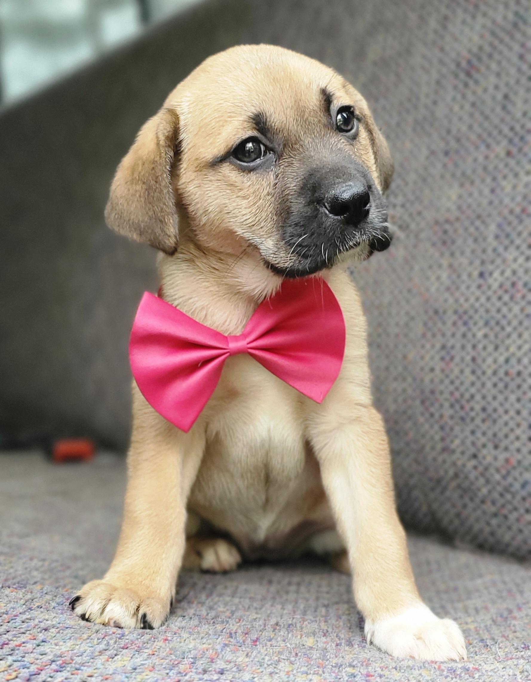 Enlarge Brie , a Adoptable mixed breed in Gilbert, SC image 2/5