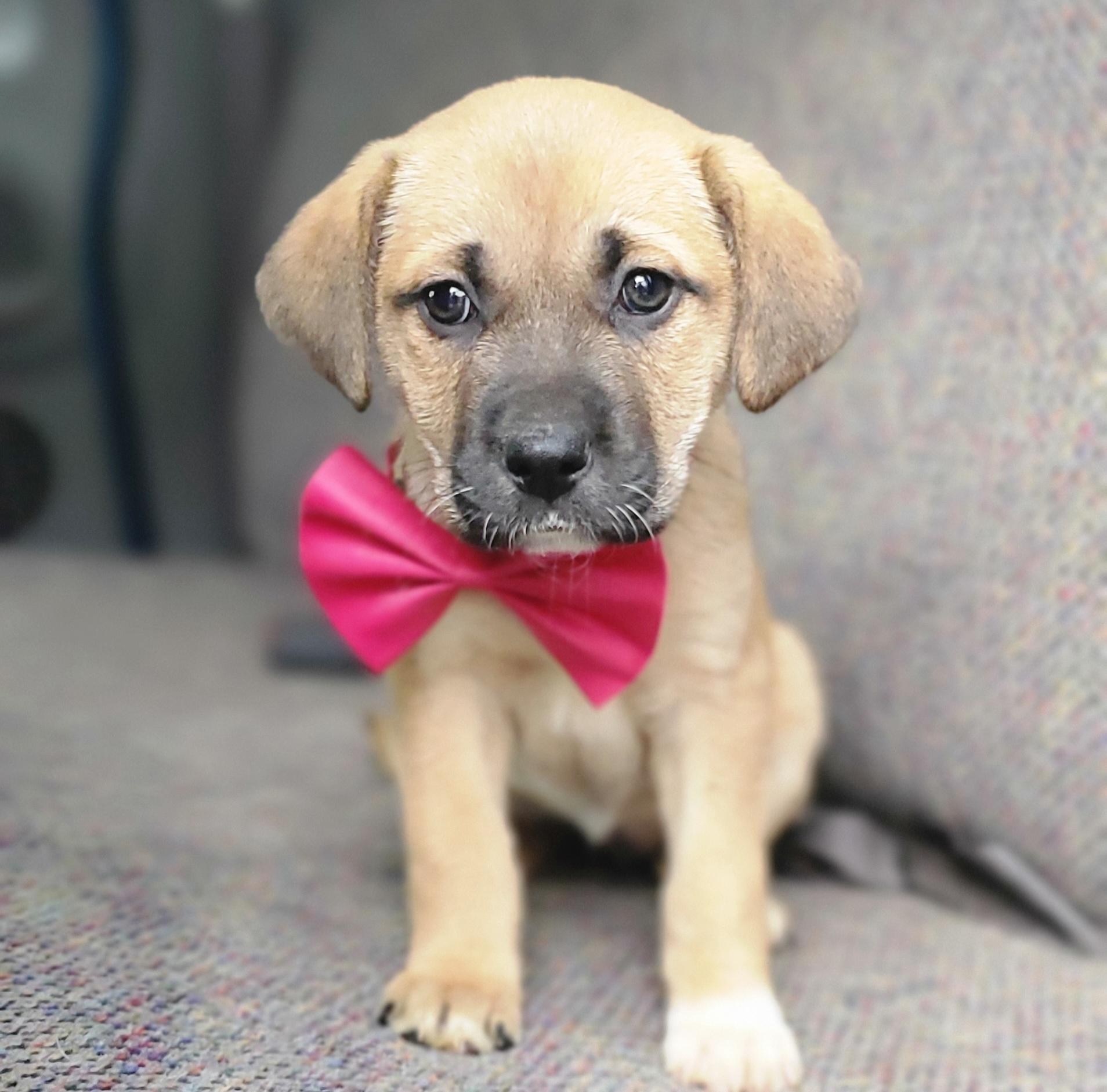 Enlarge Brie , a Adoptable mixed breed in Gilbert, SC image 5/5