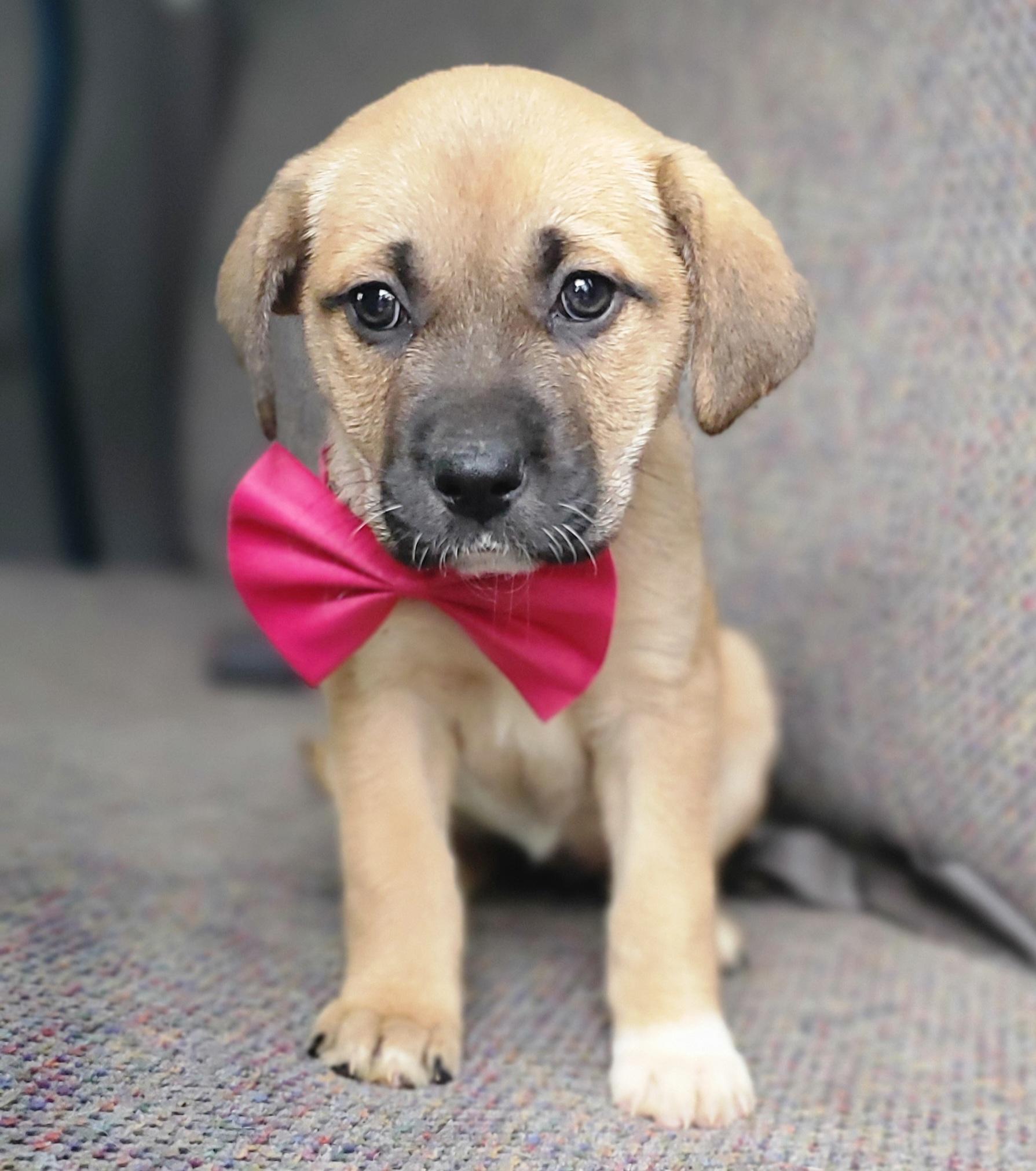 Enlarge Brie , a Adoptable mixed breed in Gilbert, SC image 3/5