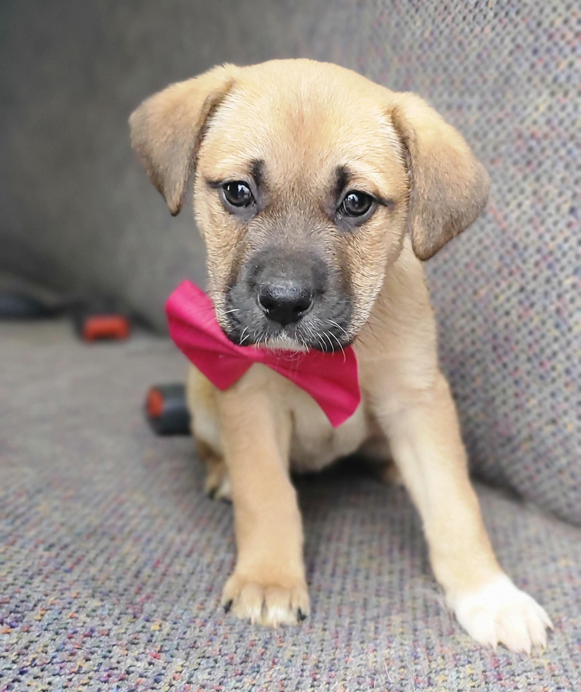 Enlarge Brie , a Adoptable mixed breed in Gilbert, SC image 1/5