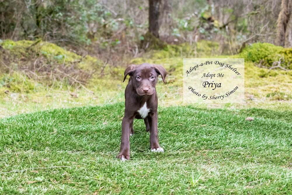 Enlarge PRIYA, a Adoptable mixed breed in Shelton, WA image 1/6