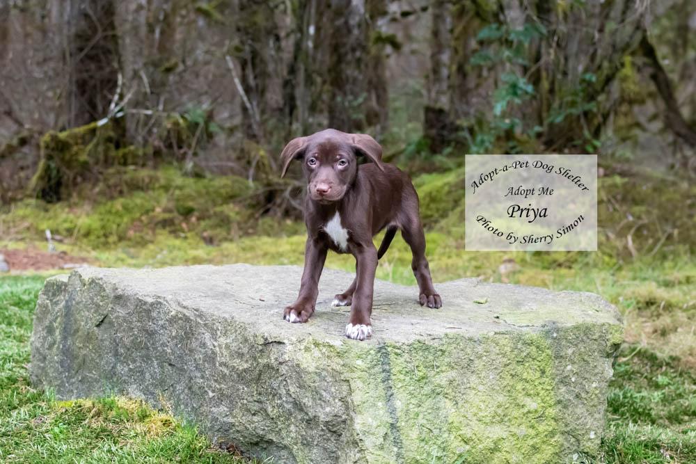 Enlarge PRIYA, a Adoptable mixed breed in Shelton, WA image 5/6