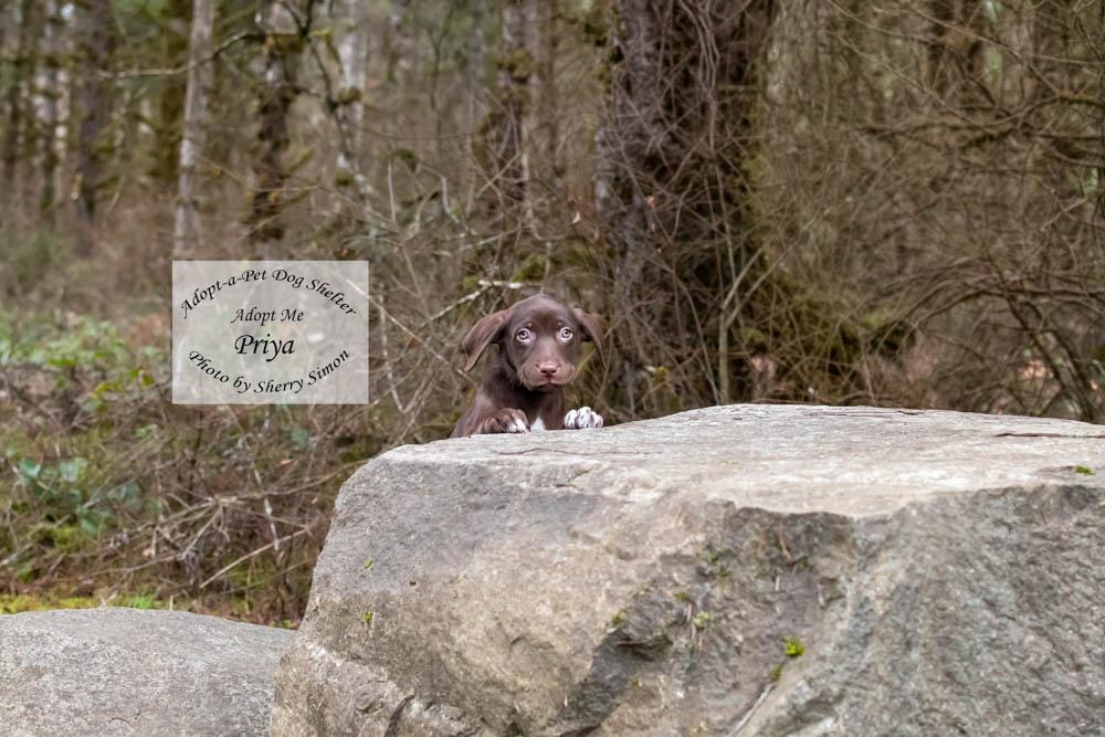 Enlarge PRIYA, a Adoptable mixed breed in Shelton, WA image 4/6