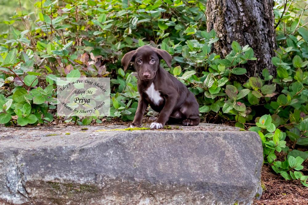 Enlarge PRIYA, a Adoptable mixed breed in Shelton, WA image 6/6