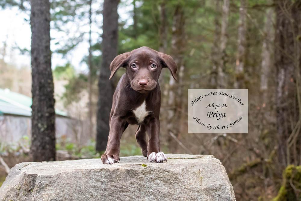 Enlarge PRIYA, a Adoptable mixed breed in Shelton, WA image 2/6