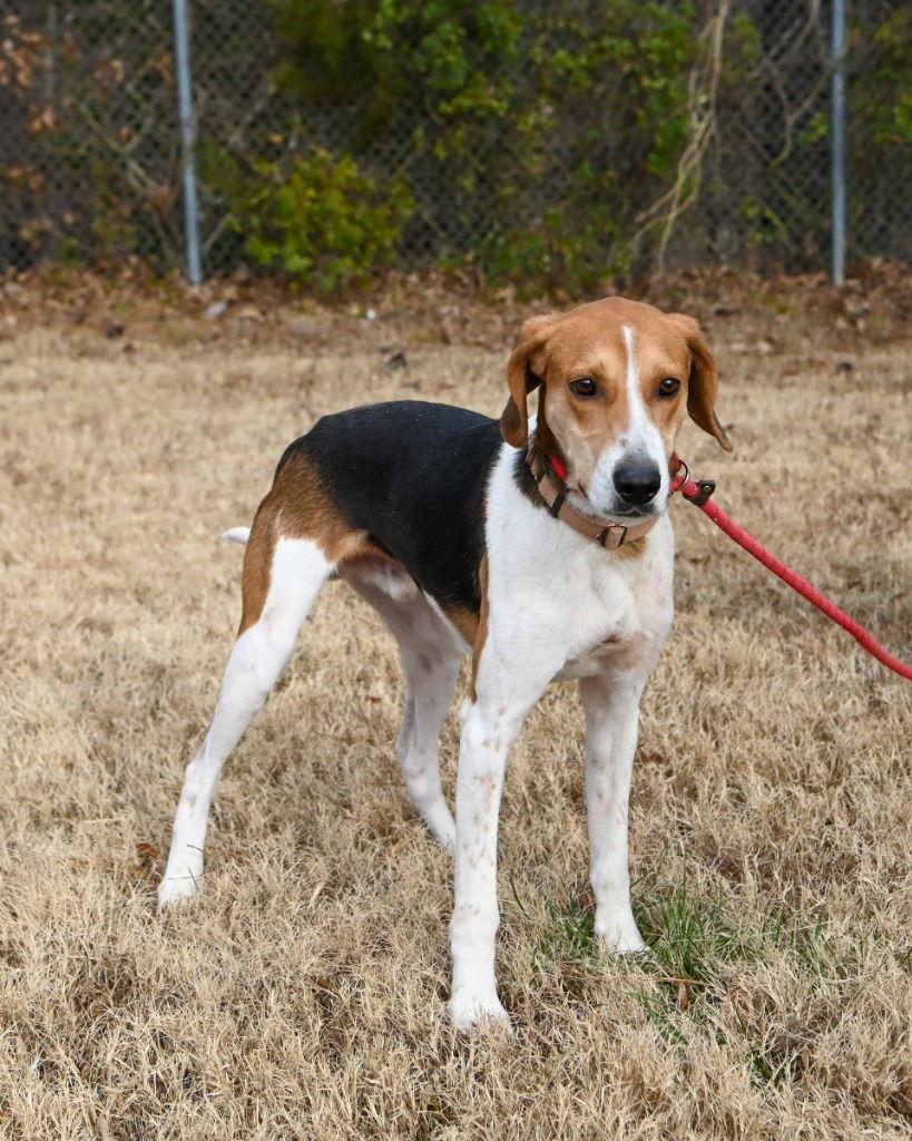 Da  Pokey thumbnail 4