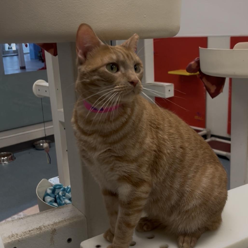 Enlarge Holly, a Adoptable Domestic Short Hair in Harlingen, TX image 1/4