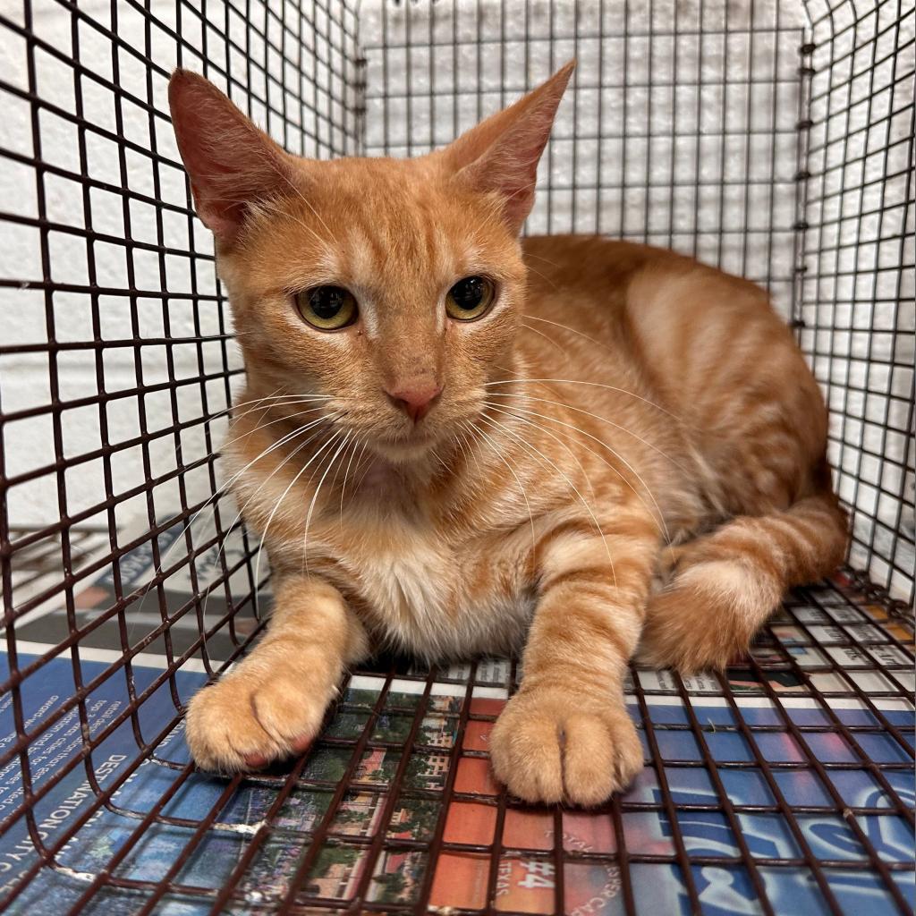 Enlarge Holly, a Adoptable Domestic Short Hair in Harlingen, TX image 2/4