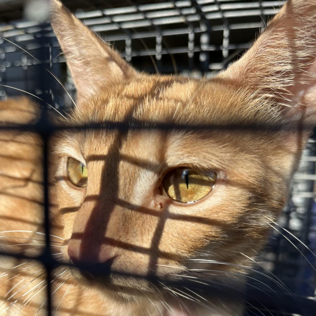 Enlarge Holly, a Adoptable Domestic Short Hair in Harlingen, TX image 3/4