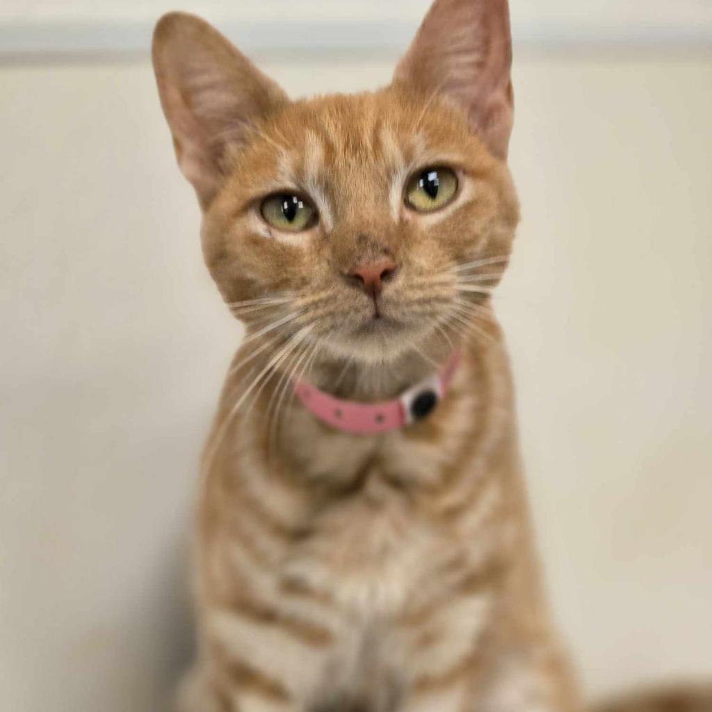 Enlarge Holly, a Adoptable Domestic Short Hair in Harlingen, TX image 4/4