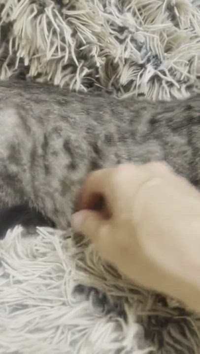 Enlarge Macchiato , a Adopted mixed breed in San Jose, CA video 1/5