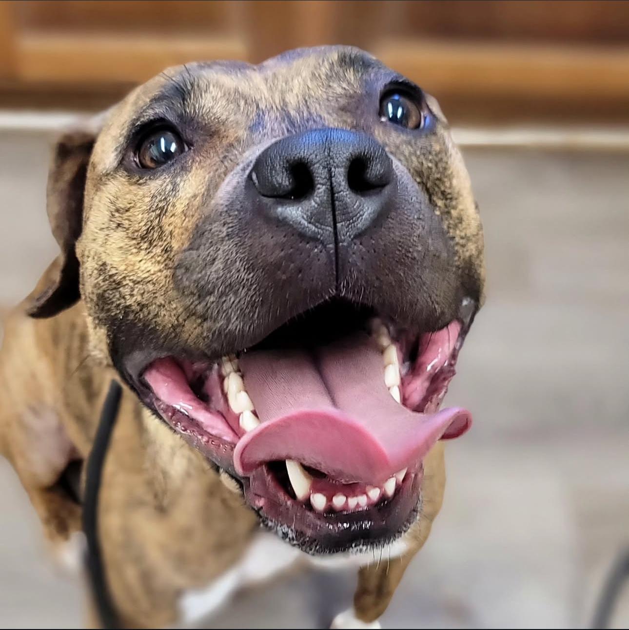 Gracie, Adoptable, Adult Female Hound & American Staffordshire Terrier.