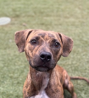 Enlarge Gracie, a Adoptable mixed breed in Waxhaw, NC image 6/6