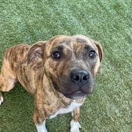 Gracie, an adoptable Hound in Waxhaw, NC, 28173 | Photo Image 4