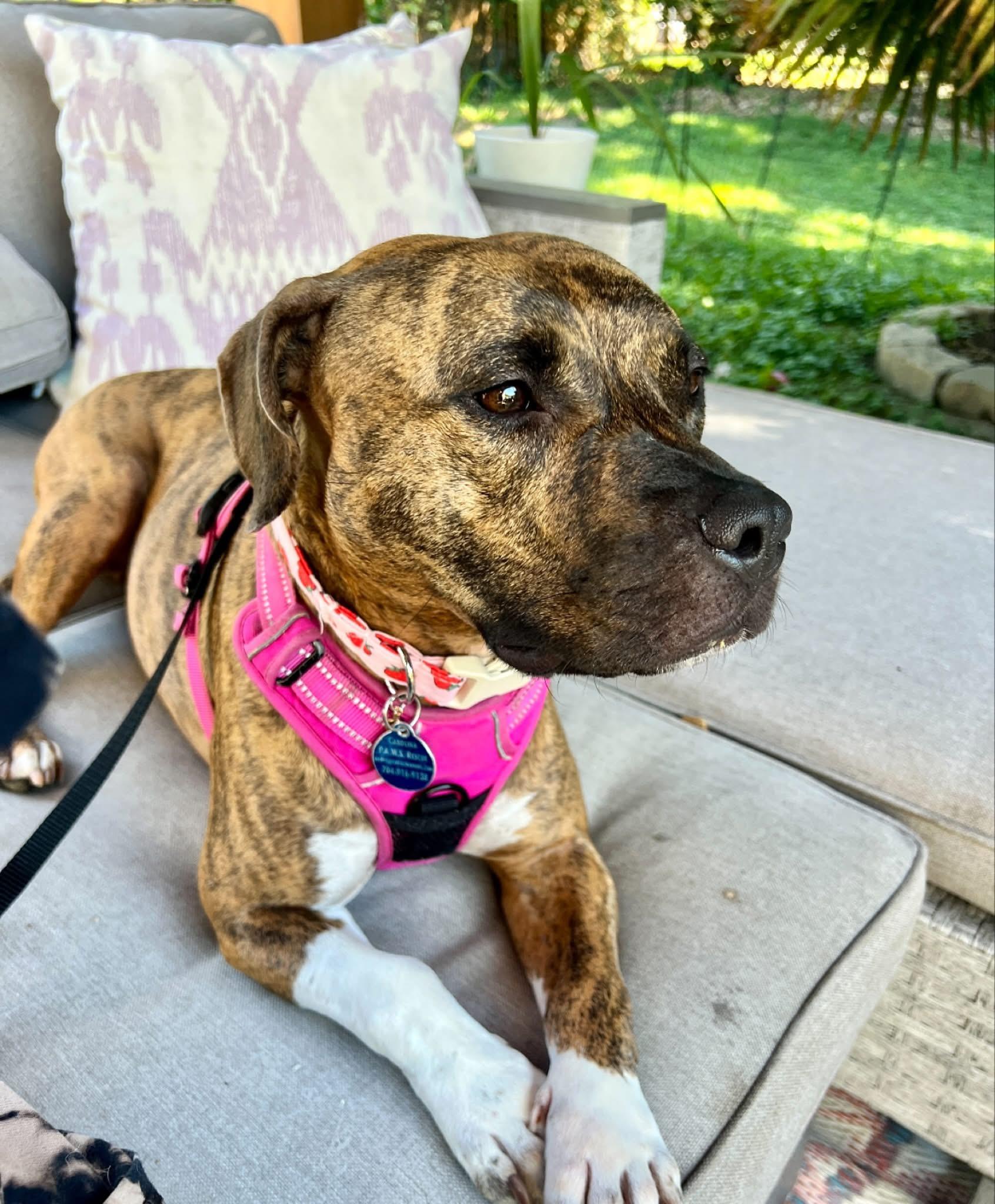 Enlarge Gracie, a Adoptable mixed breed in Waxhaw, NC image 3/6