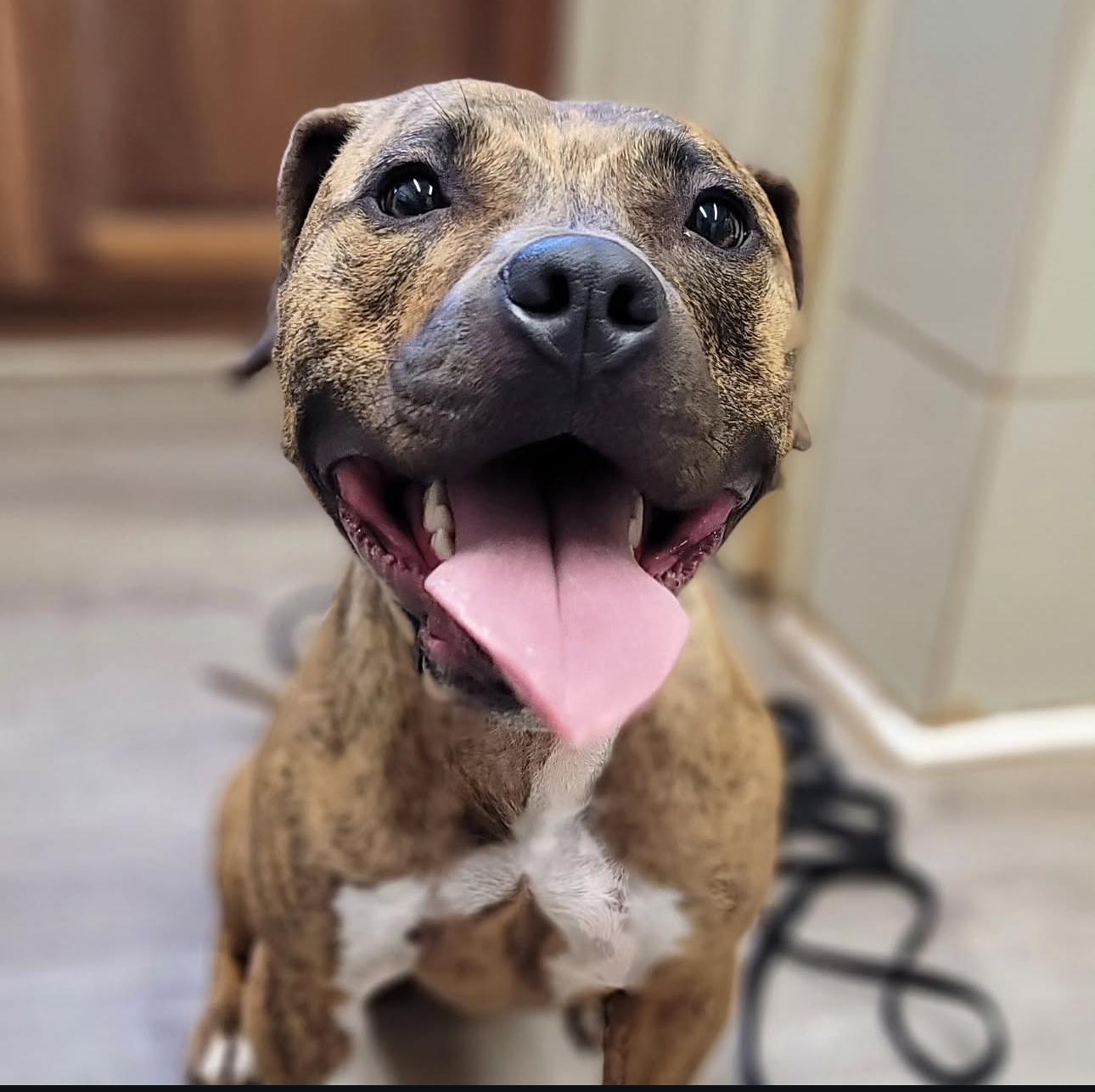 Enlarge Gracie, a Adoptable mixed breed in Waxhaw, NC image 5/6