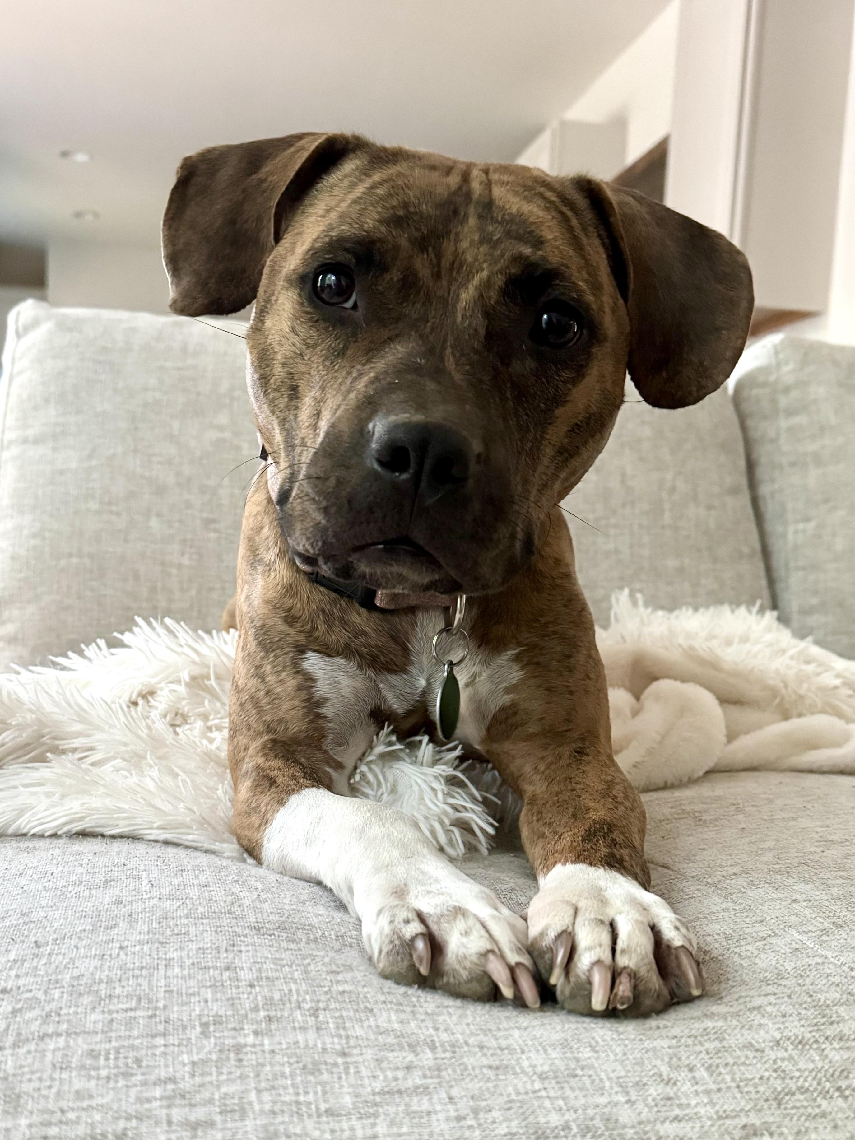 Enlarge Gracie, a Adoptable mixed breed in Waxhaw, NC image 4/6