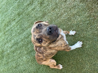 Gracie, an adoptable Hound in Waxhaw, NC, 28173 | Photo Image 6