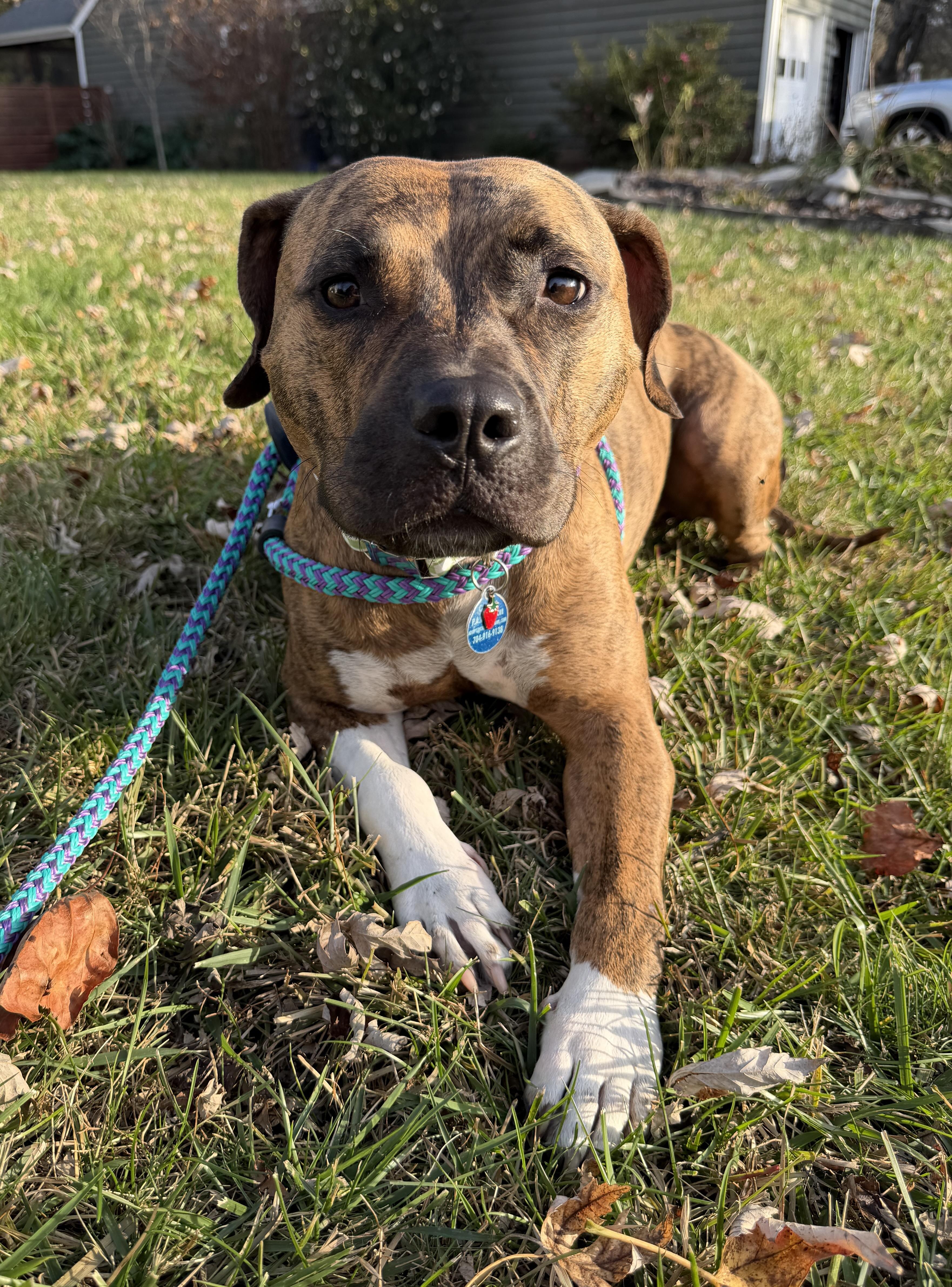 Enlarge Gracie, a Adoptable mixed breed in Waxhaw, NC image 2/6