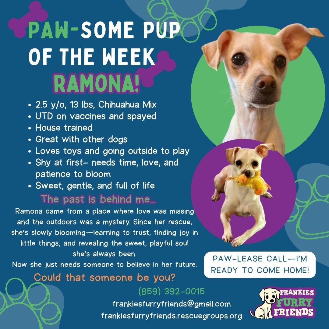 Enlarge Ramona, a Adoptable Chihuahua in Alexandria, KY image 1/3