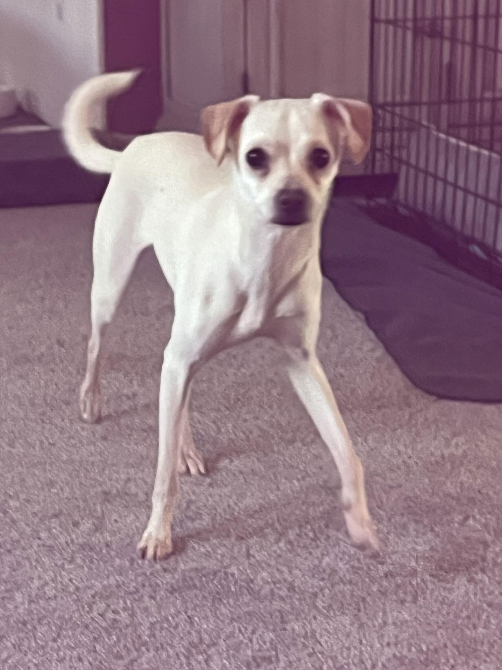 Enlarge Ramona, a Adoptable Chihuahua in Alexandria, KY image 1/3