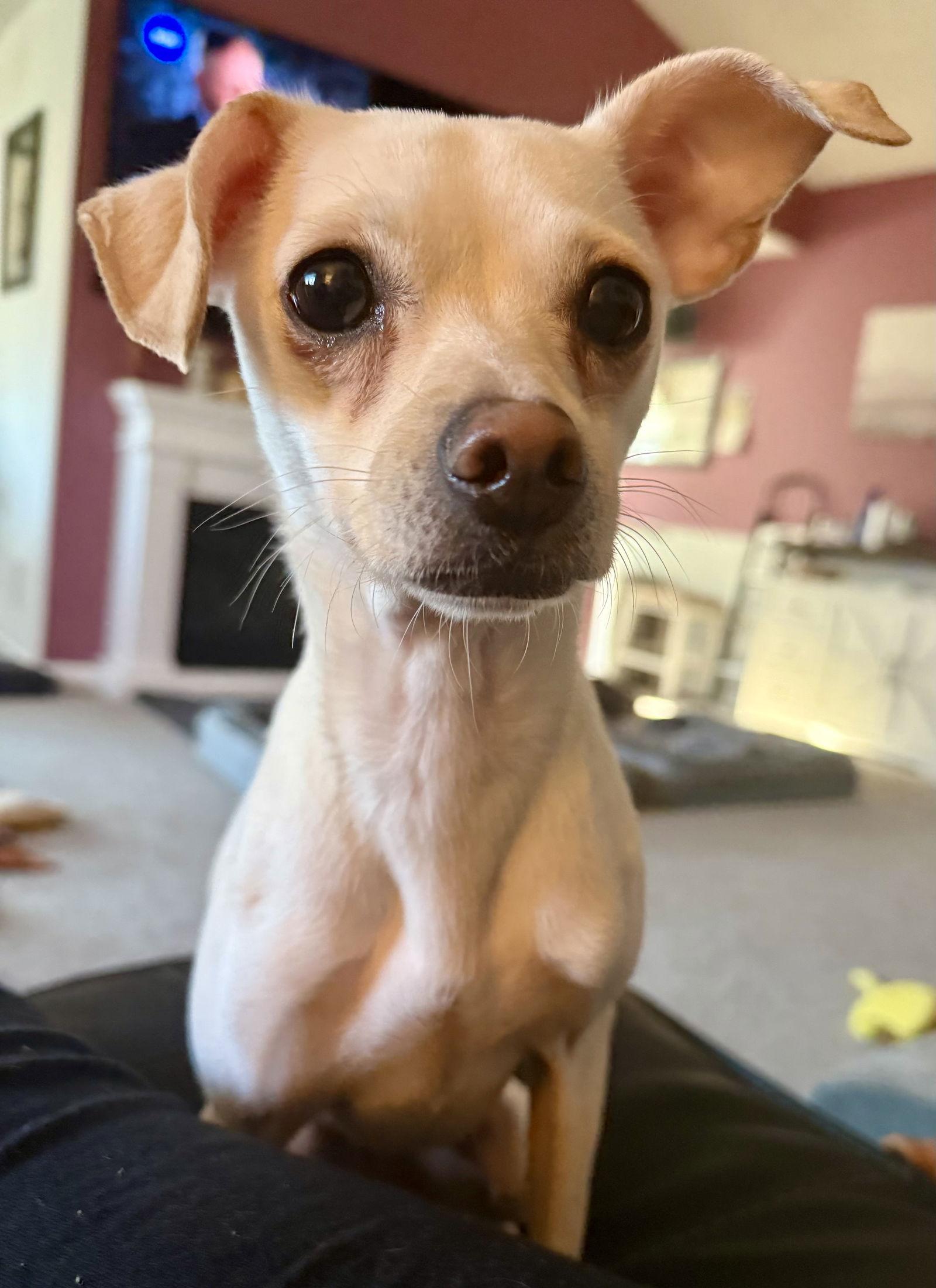 Enlarge Ramona, a Adoptable Chihuahua in Alexandria, KY image 2/3