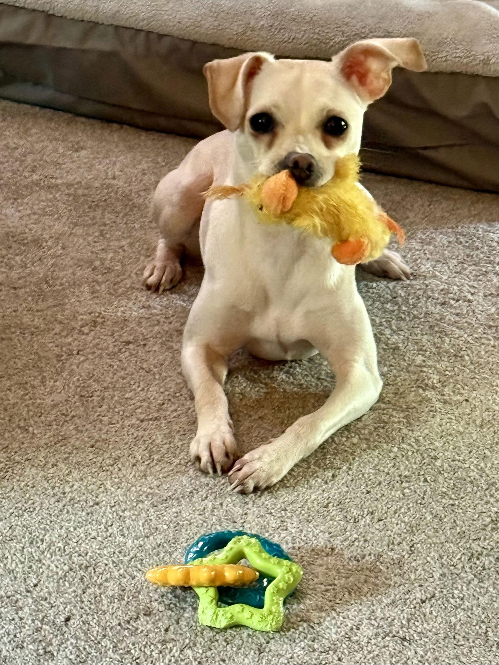 Enlarge Ramona, a Adoptable Chihuahua in Alexandria, KY image 3/3