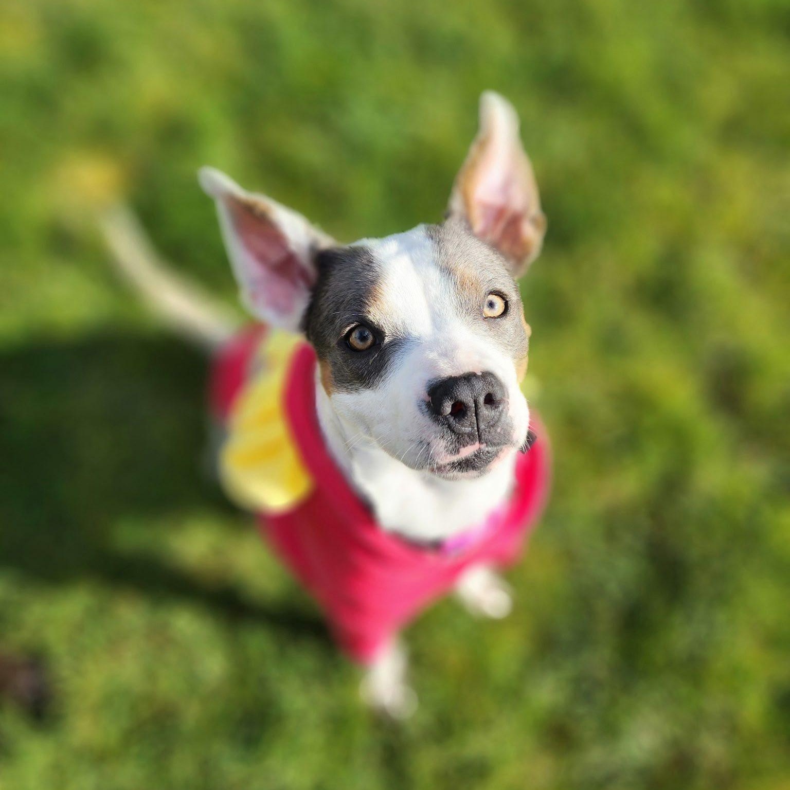 Maybelle, Adoptable, Young Female Mixed Breed.