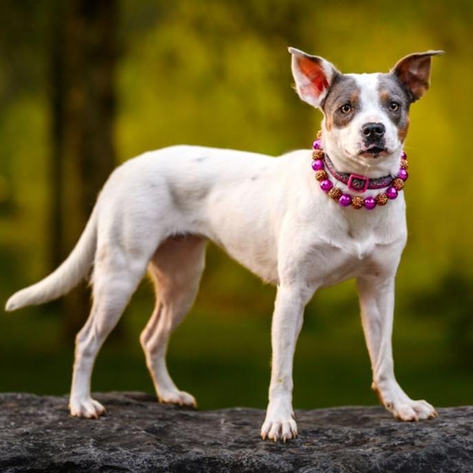 Enlarge Maybelle, a Adoptable mixed breed in Portland, OR image 4/6