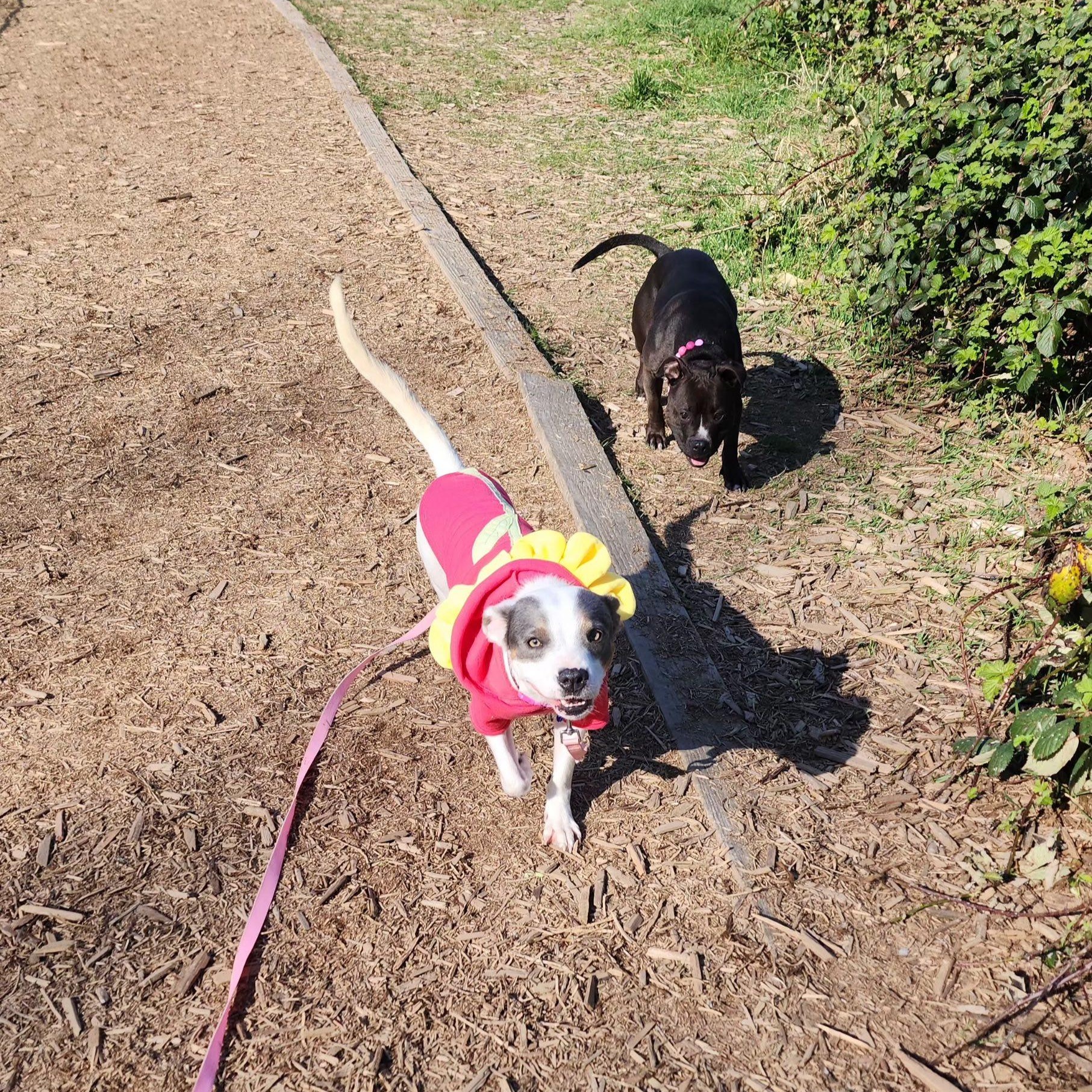 Enlarge Maybelle, a Adoptable mixed breed in Portland, OR image 4/6