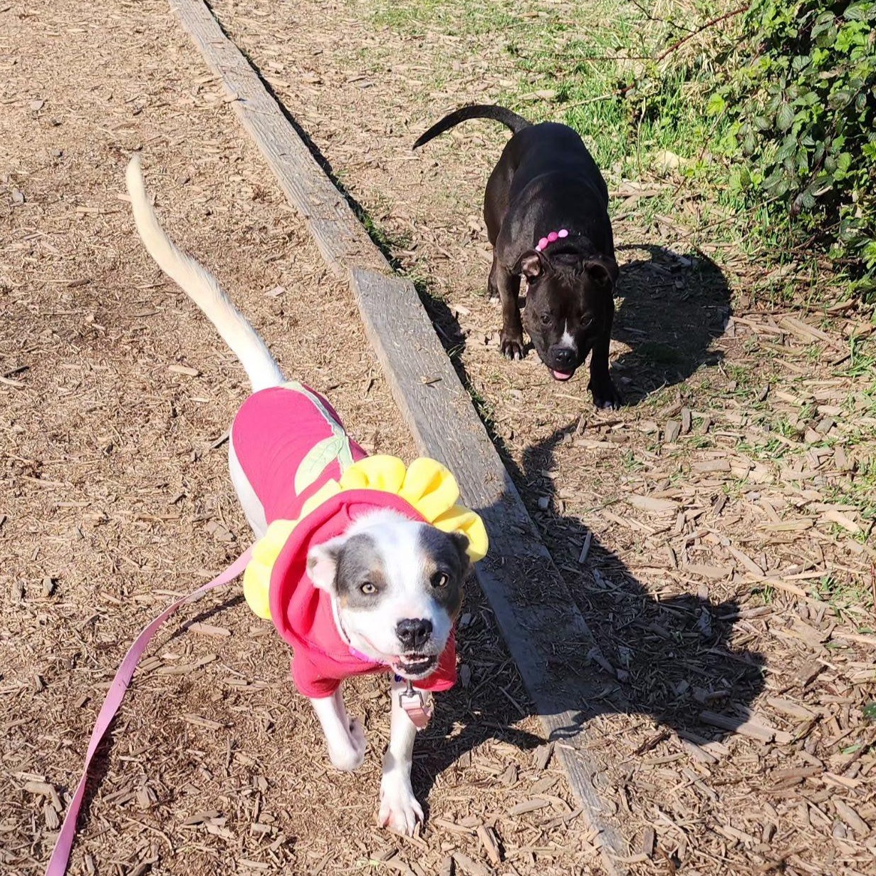 Enlarge Maybelle, a Adoptable mixed breed in Portland, OR image 3/6