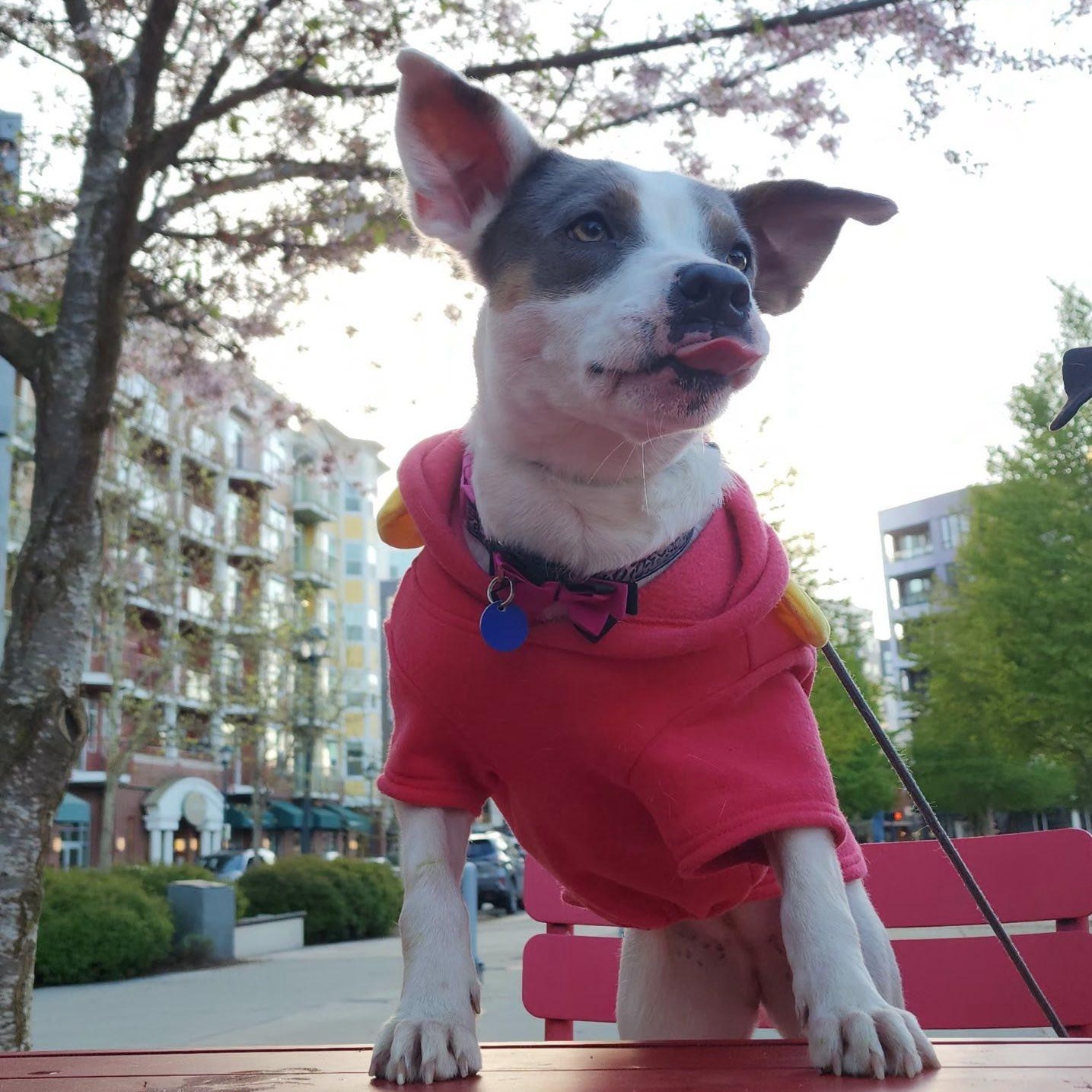 Enlarge Maybelle, a Adoptable mixed breed in Portland, OR image 4/6
