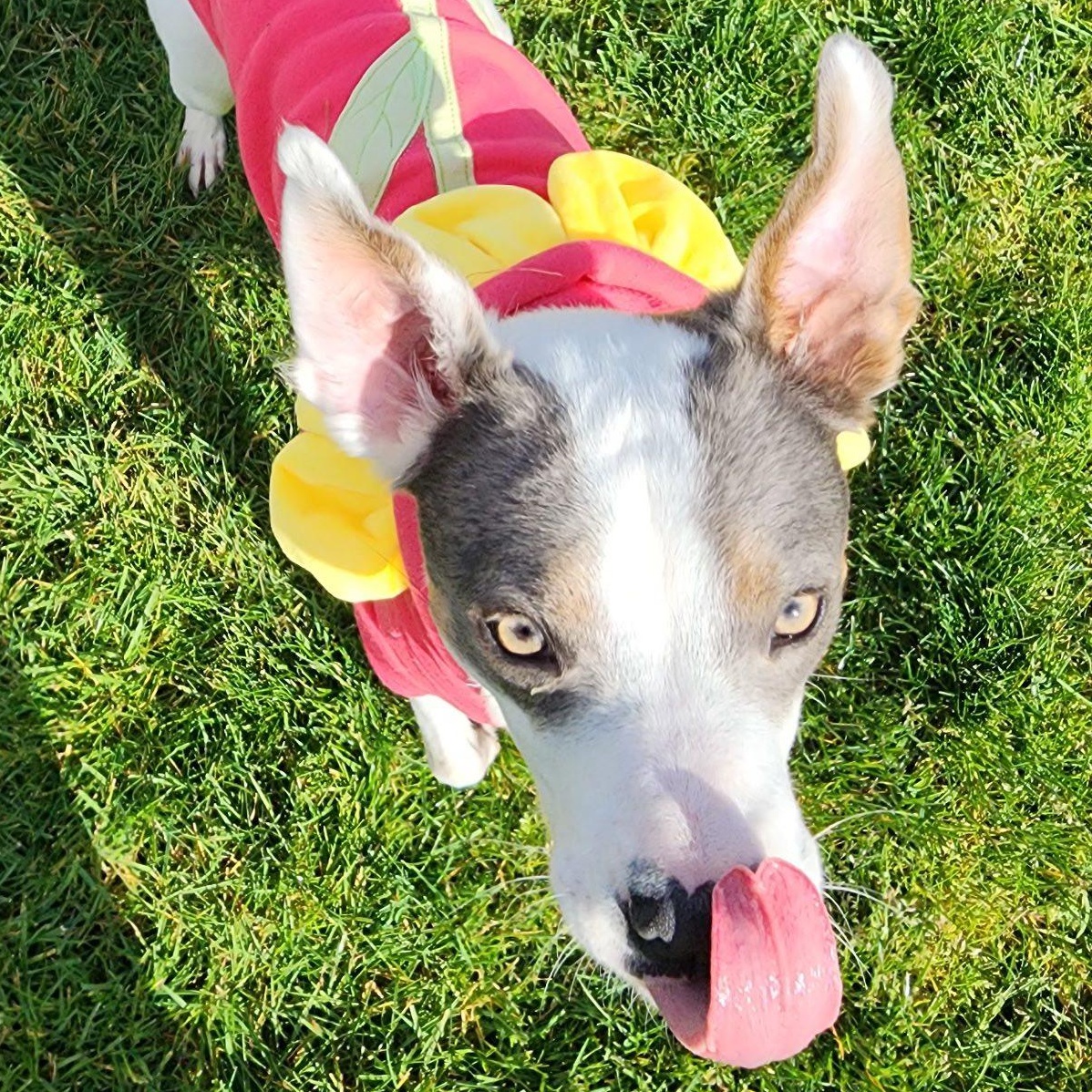 Enlarge Maybelle, a Adoptable mixed breed in Portland, OR image 5/6