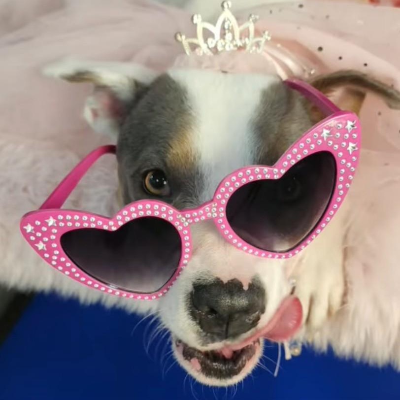 Maybelle, Adoptable, Young Female Mixed Breed.