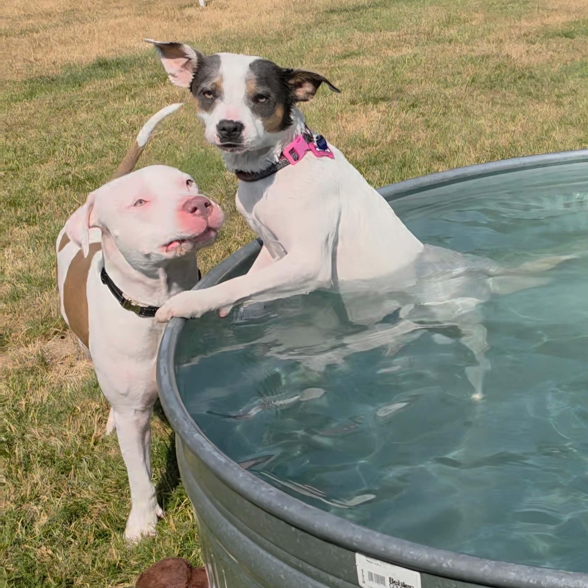 Maybelle, Adoptable, Young Female Mixed Breed.