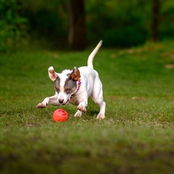 Enlarge Maybelle, a Adoptable mixed breed in Portland, OR image 3/6