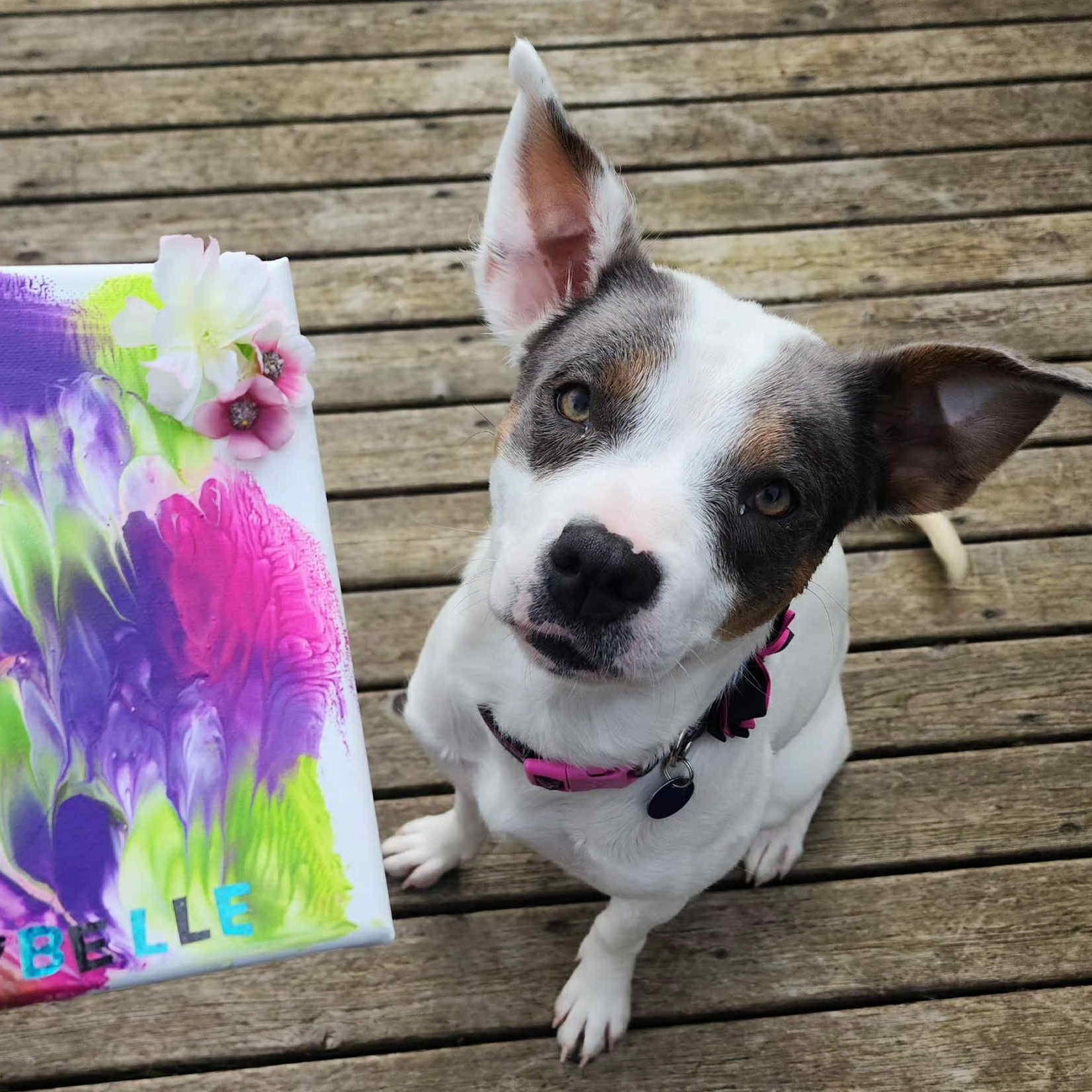 Enlarge Maybelle, a Adoptable mixed breed in Portland, OR image 6/6