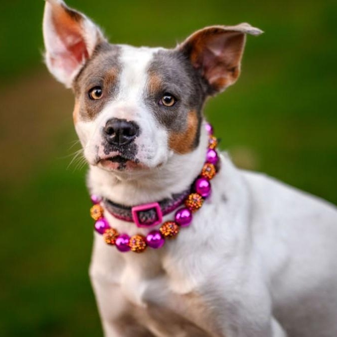 Enlarge Maybelle, a Adoptable mixed breed in Portland, OR image 5/6