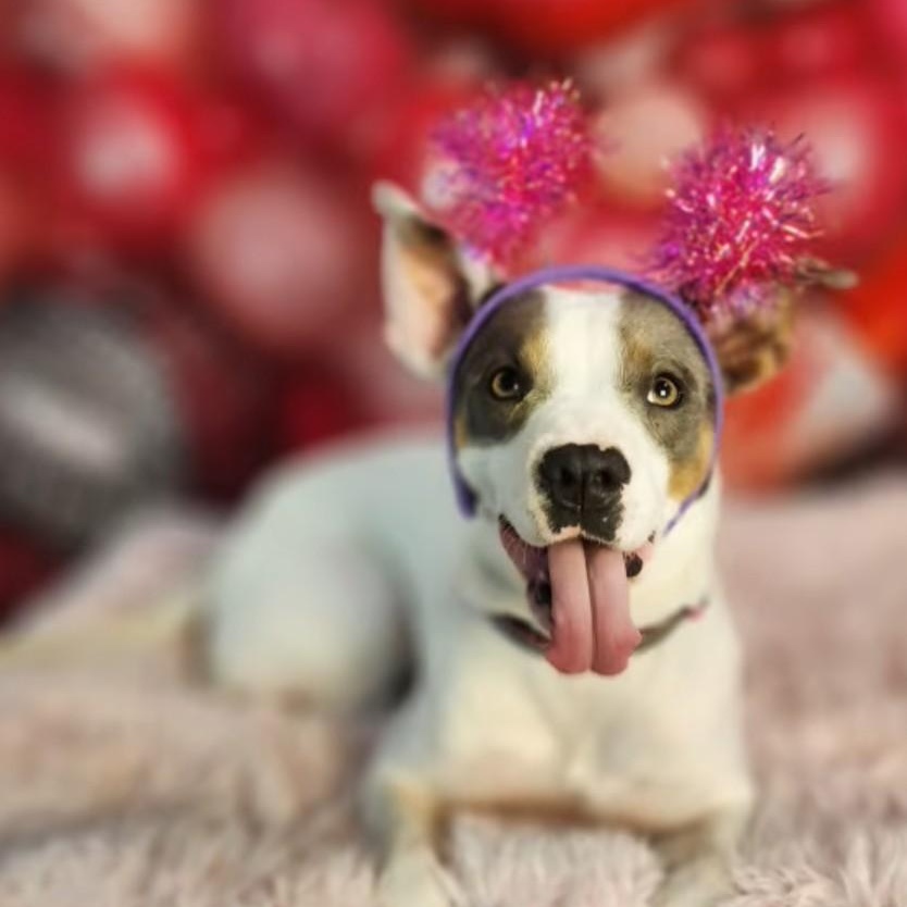 Enlarge Maybelle, a Adoptable mixed breed in Portland, OR image 2/6