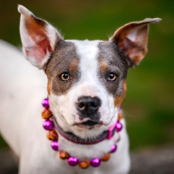 Enlarge Maybelle, a Adoptable mixed breed in Portland, OR image 1/6