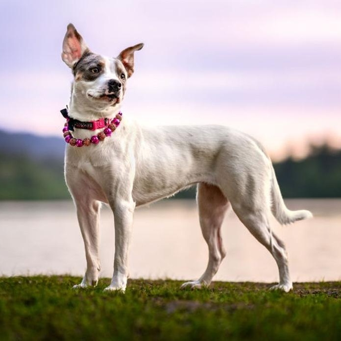 Enlarge Maybelle, a Adoptable mixed breed in Portland, OR image 6/6