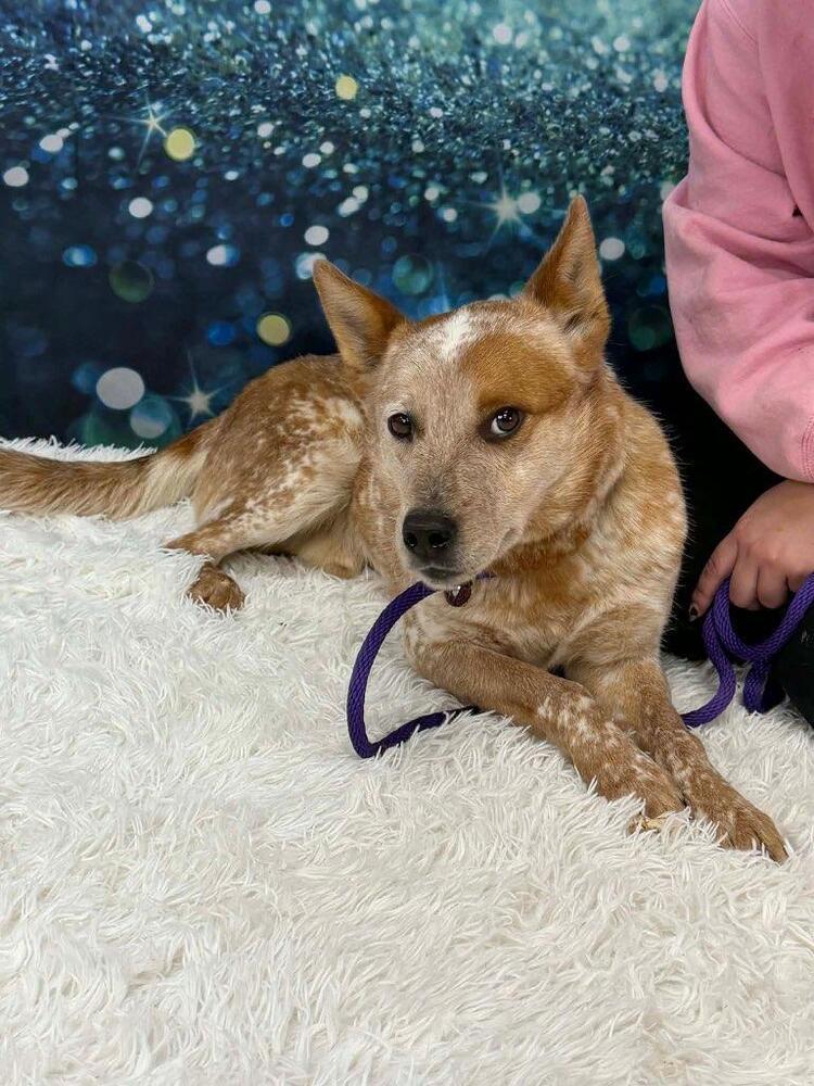 ACD Bingo Red, Adoptable, Young Male Australian Cattle Dog / Blue Heeler.