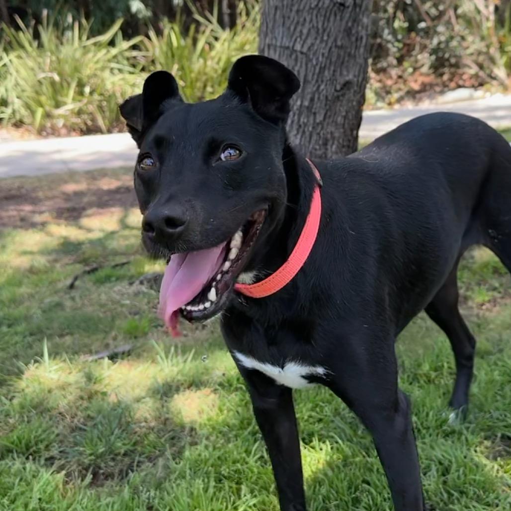 Sesame, Adoptable, Adult Female Mixed Breed & Mixed Breed.