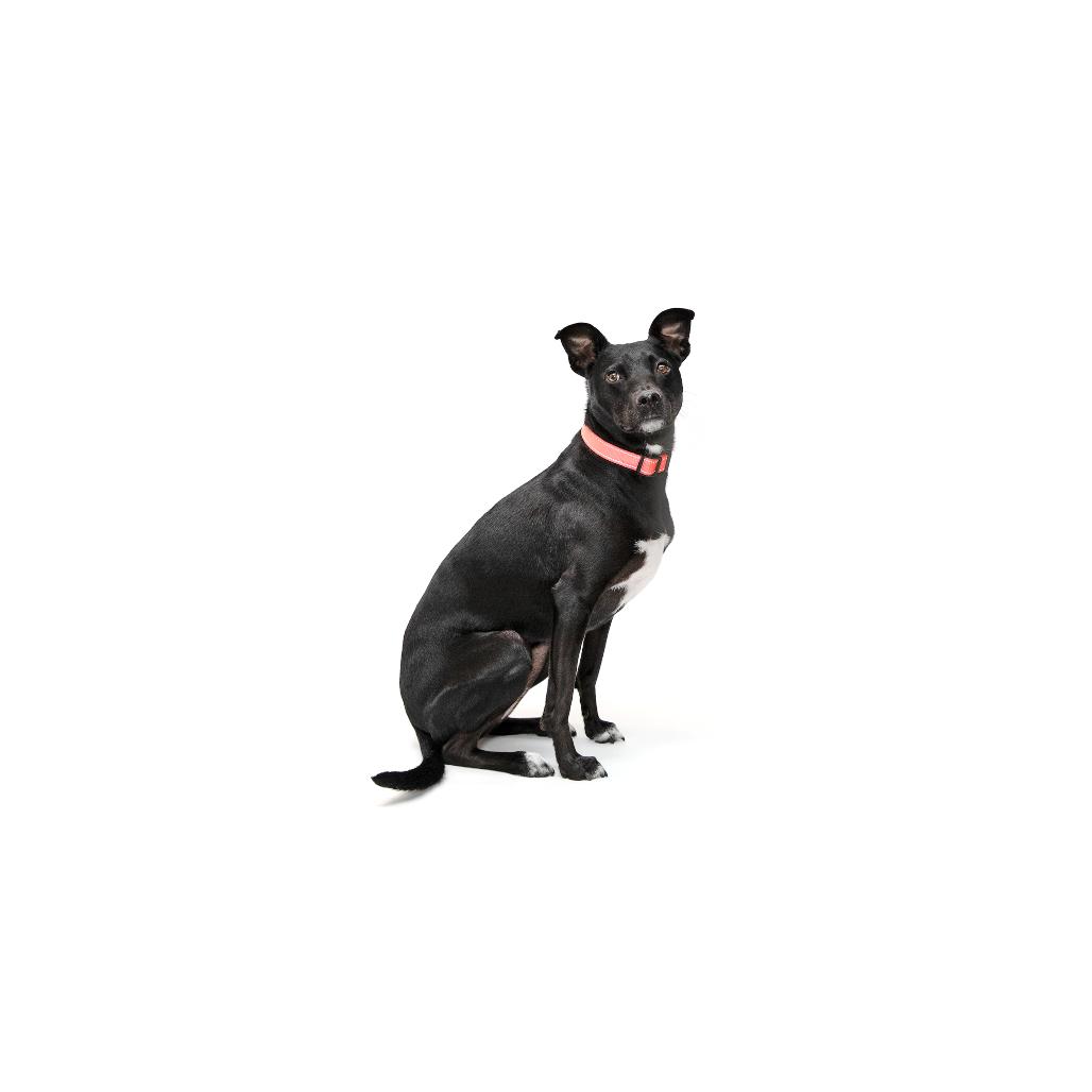 Sesame, a Adoptable mixed breed in Playa Vista, CA image 3/6
