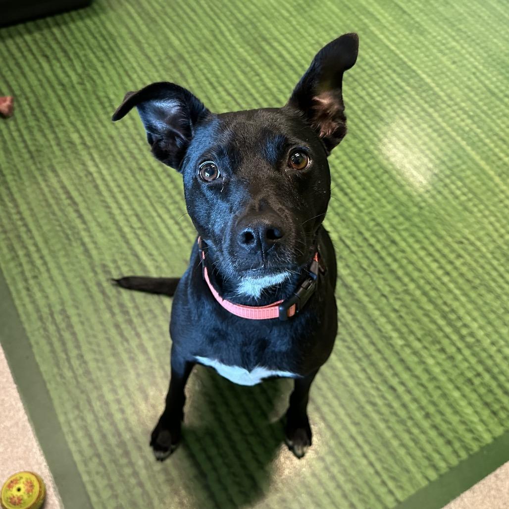 Sesame, a Adoptable mixed breed in Playa Vista, CA image 4/6