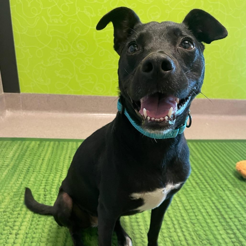 Sesame, a Adoptable mixed breed in Playa Vista, CA image 5/6