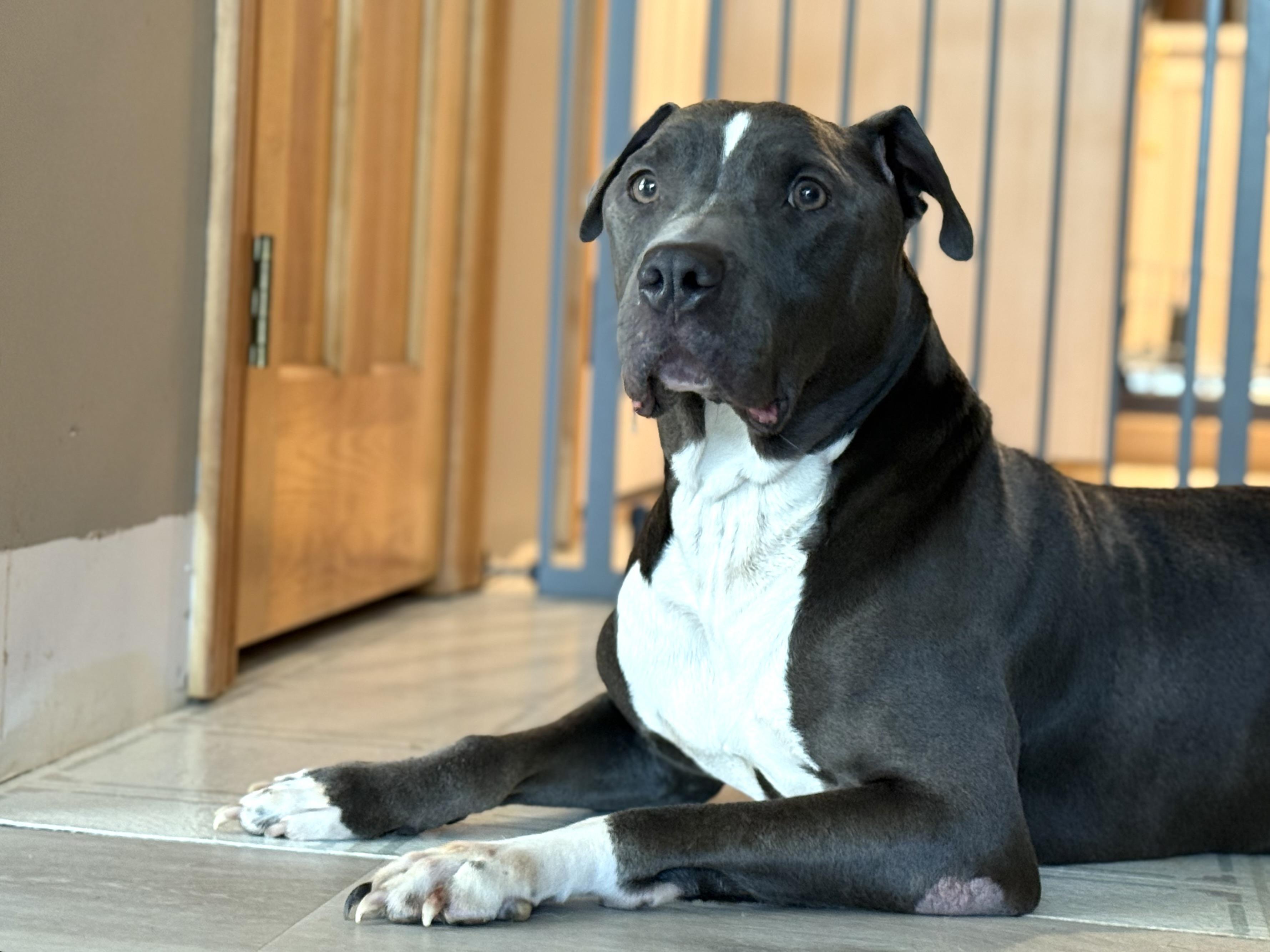 Blu, Adoptable, Senior Male Pit Bull Terrier.