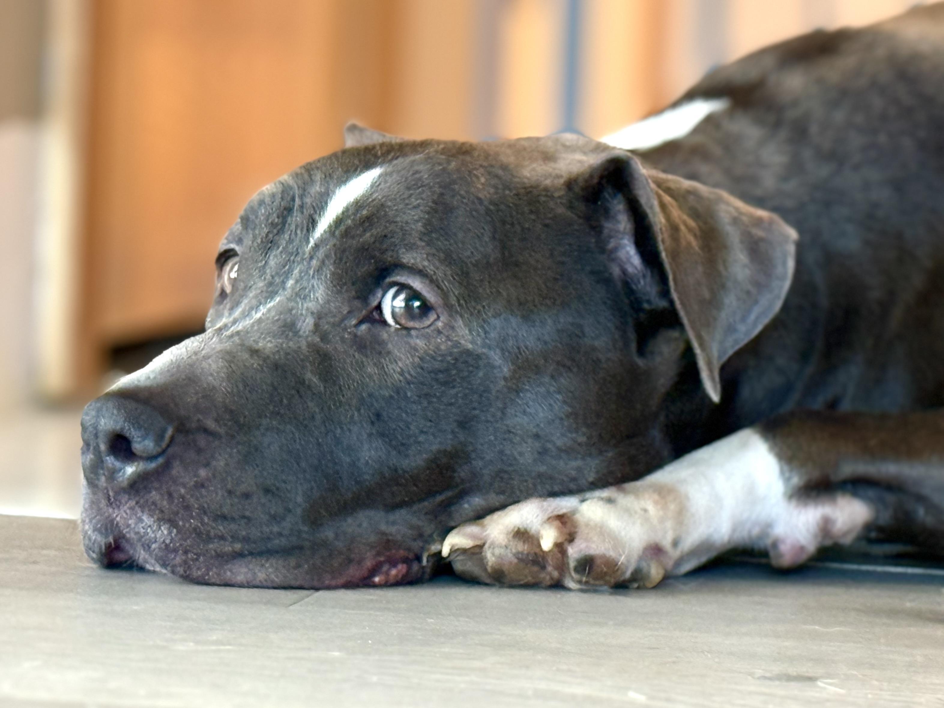 Enlarge Blu, a Adoptable Pit Bull Terrier in Hilton, NY image 2/4