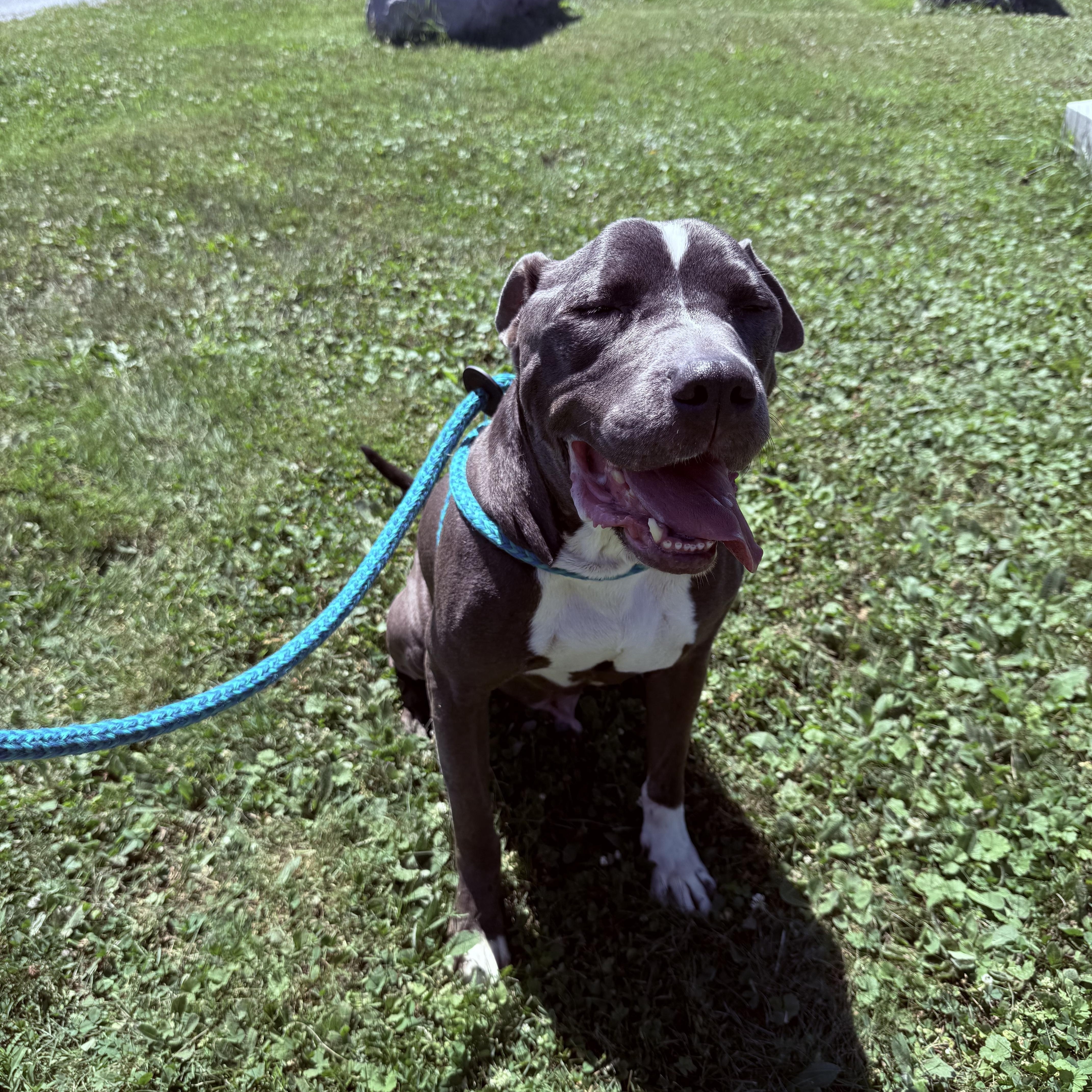 Enlarge Blu, a Adoptable Pit Bull Terrier in Hilton, NY image 3/4